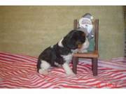 sweet Cavalier King Charles Spaniels ready for free