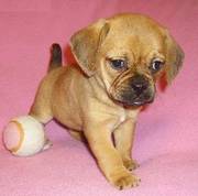Friendly Puggle Puppies for Good Homes