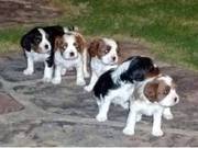 Cavalier King Charles Puppies- Blenhiem or Tri colored for sale