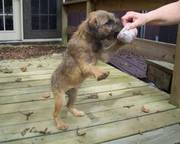 Border Terrier Puppies Waiting For Anyone That Can Take Care Of Them