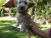Skye Terrier Puppies For Cute Homes