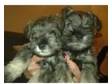 Miniature Schnauzer puppies. 2 bitches,  Gorgeous....