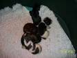 cocker spaniels. here i have a beautiful litter of 5,  a....