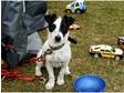 10 Month Old,  Female Jack Russell Puppy..