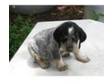 Blue Tick Coonhound puppies for sale Blue Tick Coonhound....