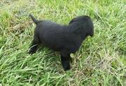 Black Labrador Retriever Puppies For Sale