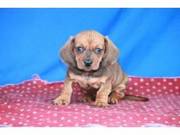 We have both male and female dachshund puppies available