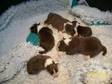 border collie puppies for sale i have 3x red & white....