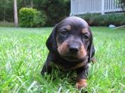 KC Gorgeous Black and Tan Male and female Dachshund Puppies for sale