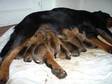 7 lovely puppies girls dogue de bordeaux x rottweiler .....