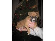 Two fawn colored boxer puppies available