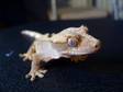 Crested Gecko With Setup Forsale/swap
