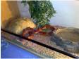 male corn snake and 5ft beach vivarium for sale