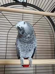 SHELA AFRICAN GREY FOR ADOPTION. 