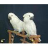 2 extremely friendly Umbrella Cockatoos for sale 	