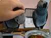 african grey for adoption